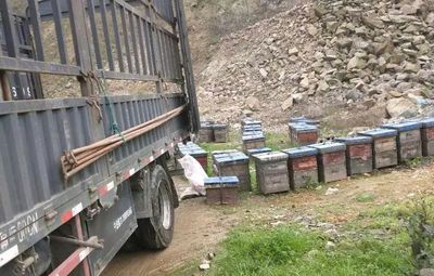 畜禽运输利好 转地放蜂车辆重获绿通资格，高速通行费减免正式恢复