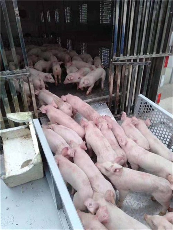 贵州安顺_铝合金畜禽运输车_东风天龙畜禽幼苗运输车_恒温运猪车